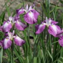 花菖蒲園