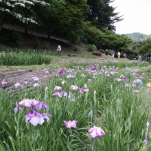 花菖蒲園