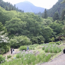 花菖蒲園