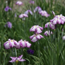 花菖蒲園