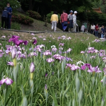 花菖蒲園