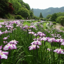 両神花しょうぶ園