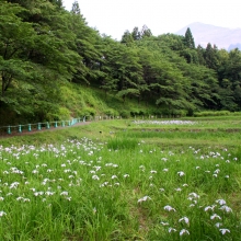 羊山公園菖蒲田