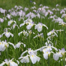 羊山公園菖蒲田