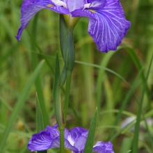 羊山公園菖蒲田