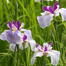 羊山公園菖蒲田