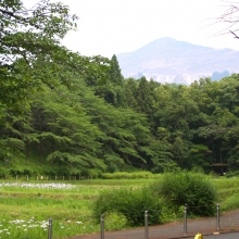 羊山公園菖蒲田