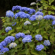 両神花しょうぶ園・アジサイ