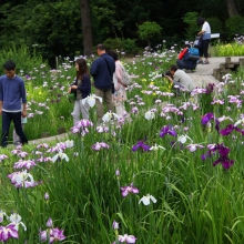 両神花しょうぶ園