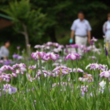 両神花しょうぶ園