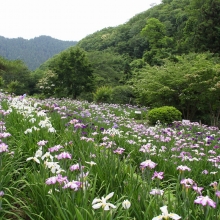 両神花しょうぶ園