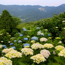 美の山公園アジサイ