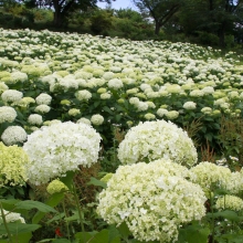 花の里アナベル