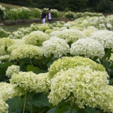 花の里アナベル