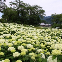 花の里アナベル