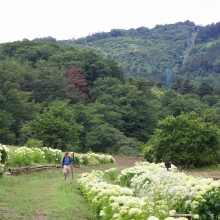 花の里アナベル