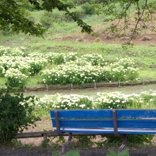 花の里アナベル