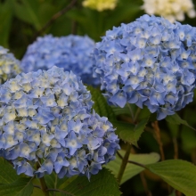 美の山公園アジサイ