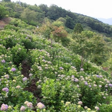 美の山公園アジサイ