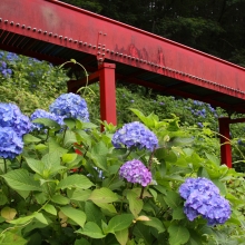 横瀬町農村公園アジサイ