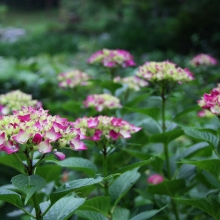 横瀬町農村公園アジサイ