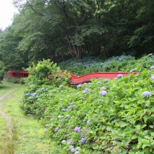 横瀬町農村公園アジサイ