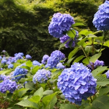 横瀬町農村公園アジサイ