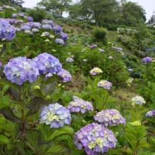 美の山公園アジサイ