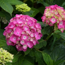 美の山公園アジサイ