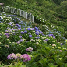 美の山公園アジサイ