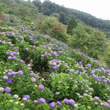 美の山公園アジサイ