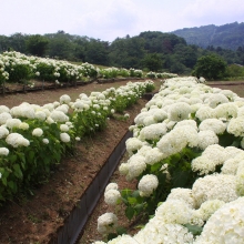 花の里アジサイ・アナベル