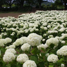 花の里アジサイ・アナベル