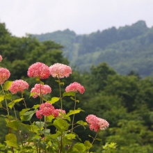 花の里アジサイ・アナベル