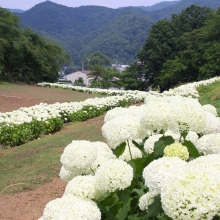 花の里アジサイ・アナベル