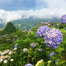 美の山アジサイと雲海の画像