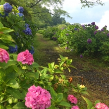 美の山アジサイと雲海の画像