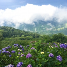 美の山アジサイと雲海の画像