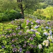 美の山アジサイと雲海の画像