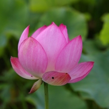 花ハス園の画像