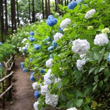 金沢浦山アジサイ