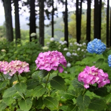 金沢浦山アジサイ