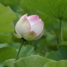 荒川日野花ハス園