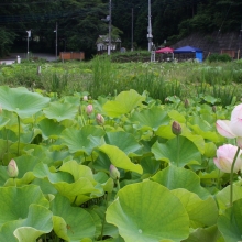 荒川日野花ハス園