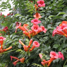 荒川日野花ハス園