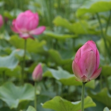 荒川日野花ハス園