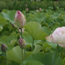 荒川日野花ハス園