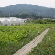 荒川日野花ハス園