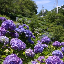 美の山公園アジサイ画像