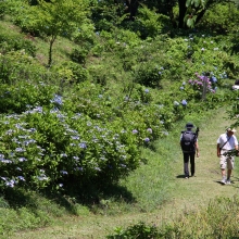 美の山公園アジサイ画像